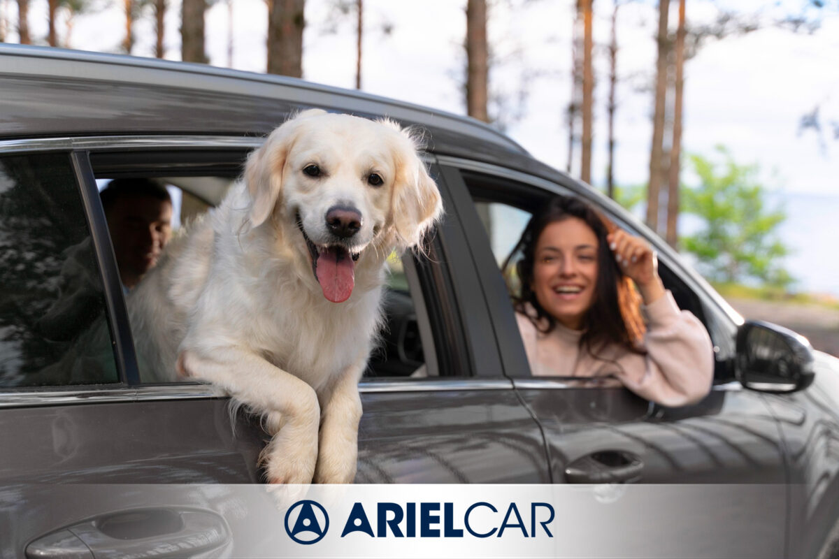 auto usate per cani